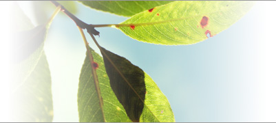 Environmental Services